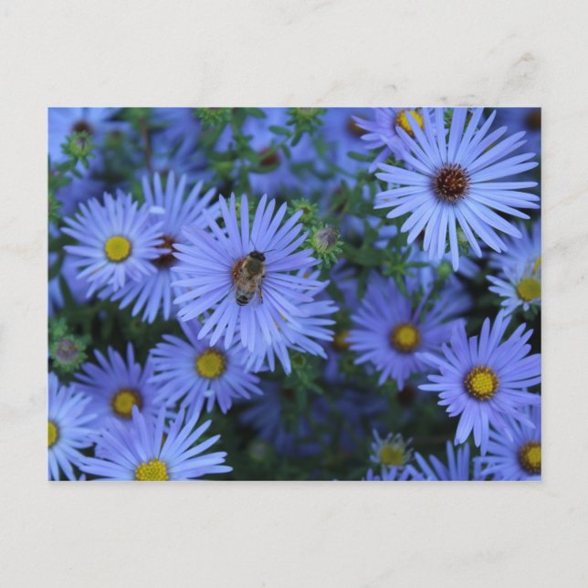 Cartão Postal Hardy Blue Aster nº 2 (Frente)