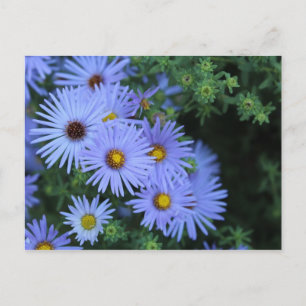 Cartão Postal Hardy Blue Aster nº 3