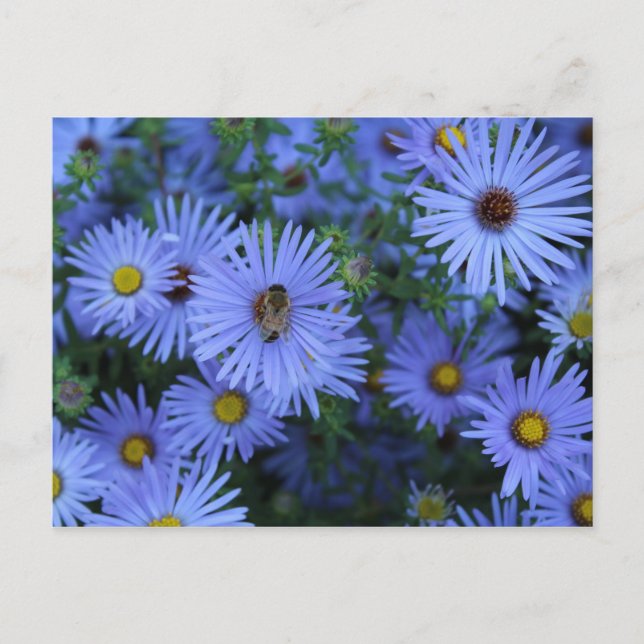 Cartão Postal Hardy Blue Aster nº 5 (Frente)