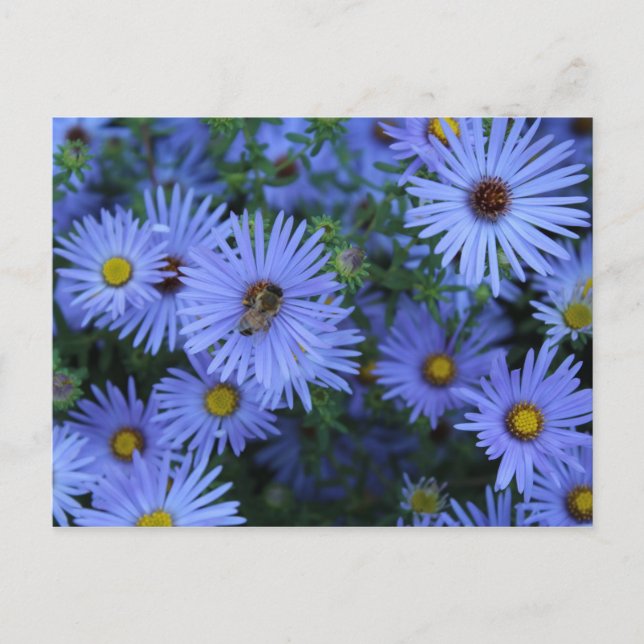 Cartão Postal Hardy Blue Aster nº 6 (Frente)