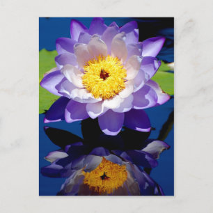 Cartão Postal Hardy Waterlily
