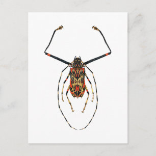 Cartão Postal Harlequin Beetle