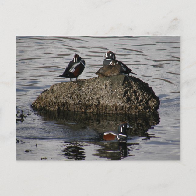 Cartão Postal Harlequin Ducks, Ilha de Unalaska (Frente)