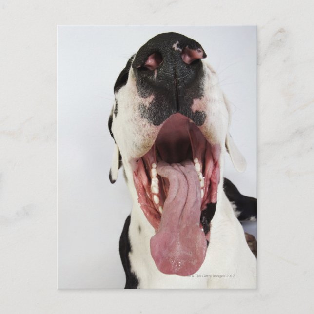 Cartão Postal Harlequin Great Dane com boca aberta, perto. (Frente)