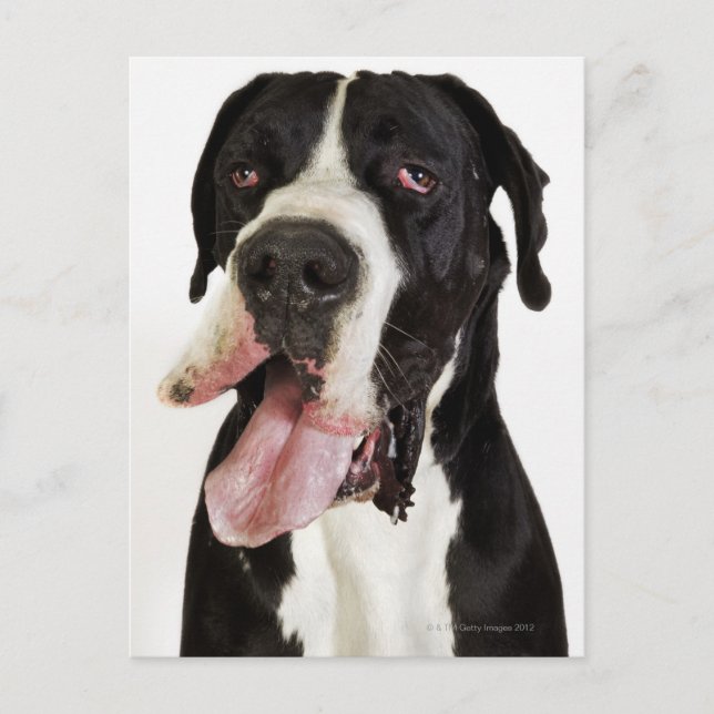 Cartão Postal Harlequin Great Dane, perto do branco (Frente)
