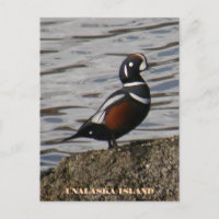 Harlequin Male Duck, Ilha de Unalaska