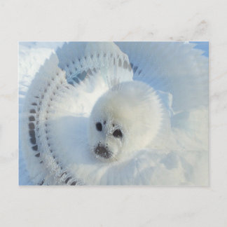 Cartão Postal Harp Seal
