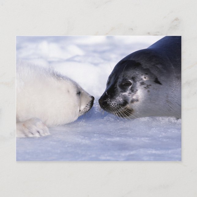 Cartão Postal Harp Seal Madre com Pup (Frente)