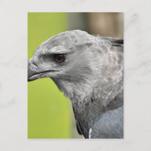 Cartão Postal Harpy Eagle 2.JPG