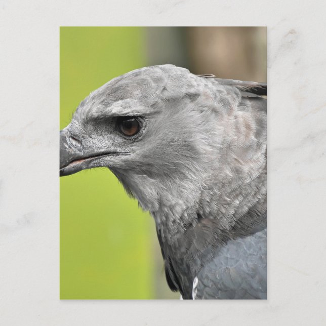 Cartão Postal Harpy Eagle 2.JPG (Frente)