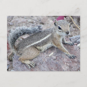 Cartão Postal Harris Antelope Squirrel