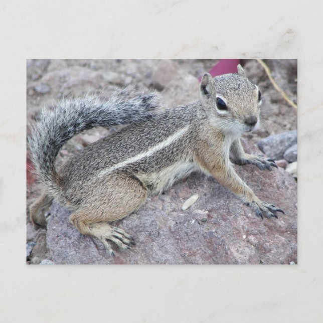 Cartão Postal Harris Antelope Squirrel (Frente)