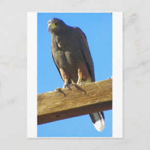 Cartão Postal Harris Hawk