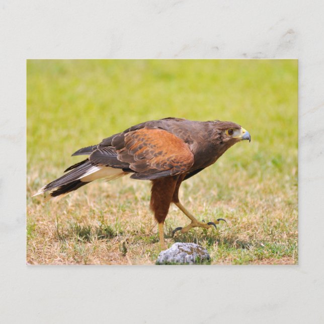 Cartão Postal Harris Hawk caminhando com grama (Frente)