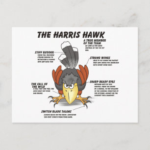 Cartão Postal Harris Hawk desenhos animados