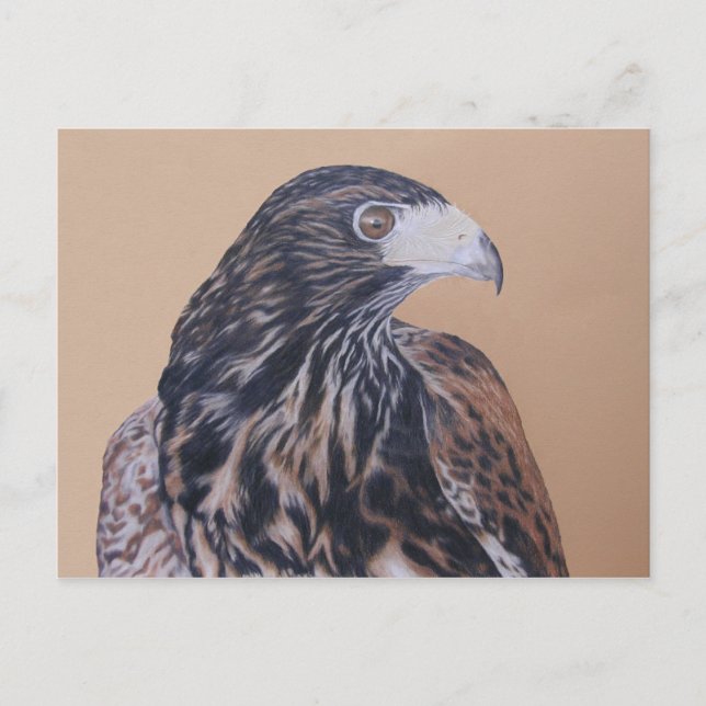 Cartão Postal Harris Hawk imaturo (Frente)