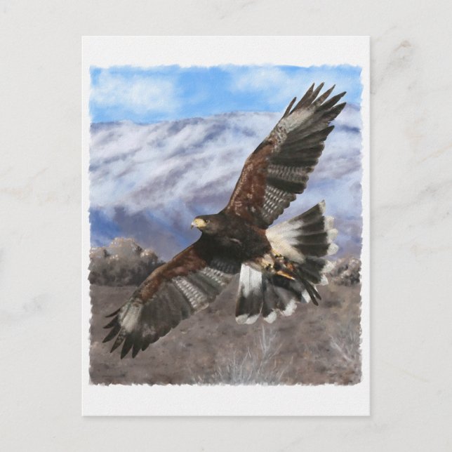 Cartão Postal Harris Hawk - pastel (Frente)