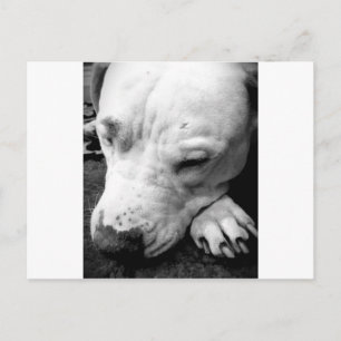 Cartão Postal harry potter cão-cicatriz, touro branco