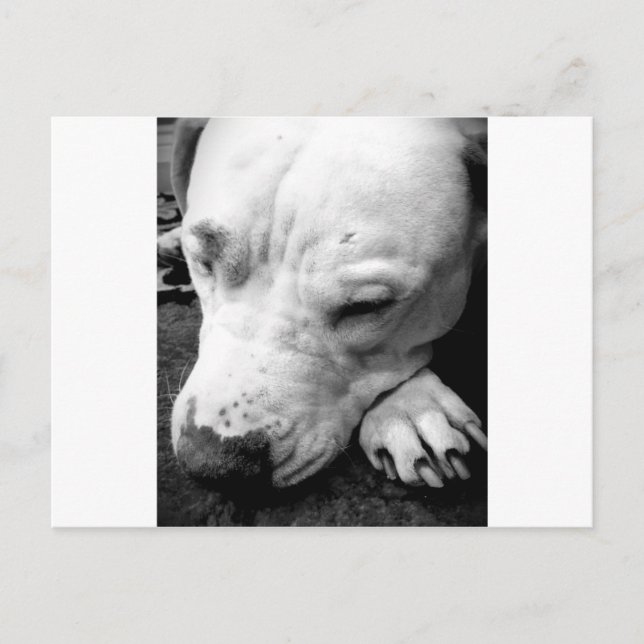 Cartão Postal harry potter cão-cicatriz, touro branco (Frente)