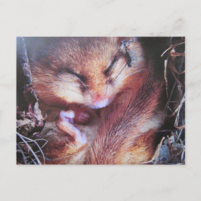 Cartão Postal Haselmaus - Postkarte (Frente)