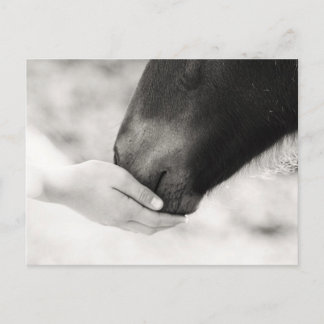 Cartão Postal Häst Horse