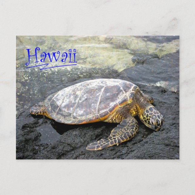 Cartão Postal Havaí - Honu (Frente)