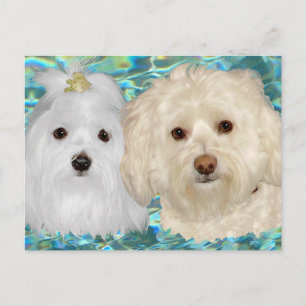 Cartão Postal Havanês, Maltês em Turquesa Water
