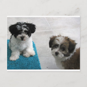 Cartão Postal Havanese Rescue Puppies Black White Gray