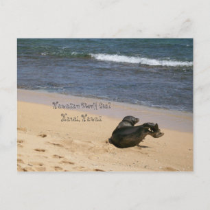 Cartão Postal Haverá um perigo para o Havaí Monk Seal Kauai Ha