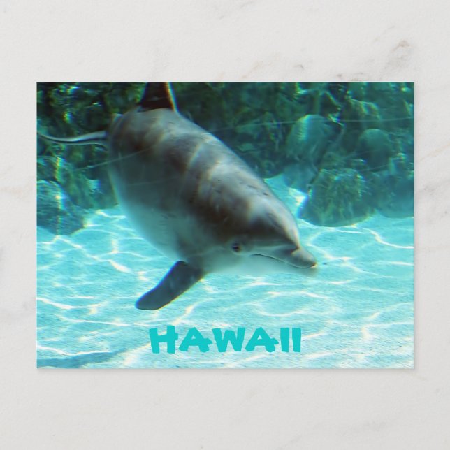 Cartão Postal Hawaii Dolphin (Frente)