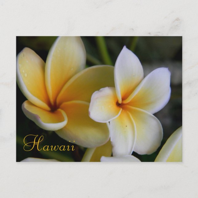 Cartão Postal Hawaii Flowers (Frente)