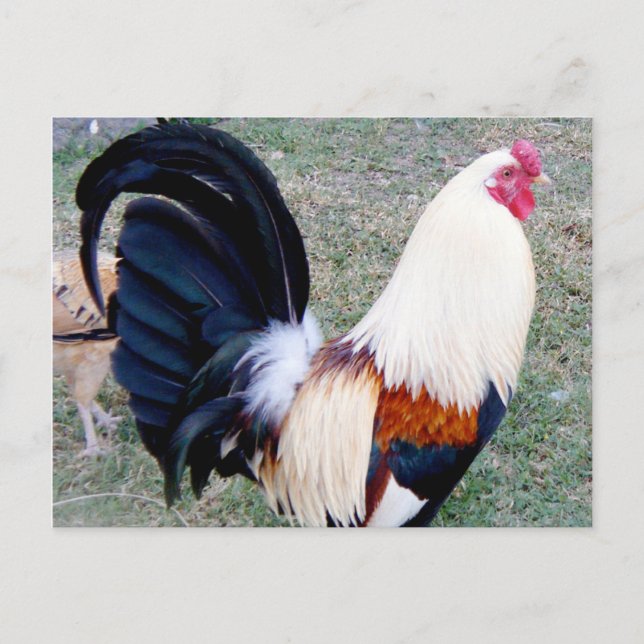 Cartão Postal Hawaii Hanauma Bay Rooster (Frente)