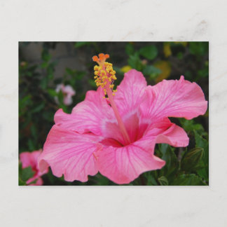 Cartão Postal Hawaii Hibiscus rosa