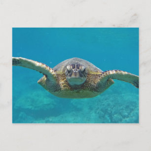 Cartão Postal Hawaii Honu