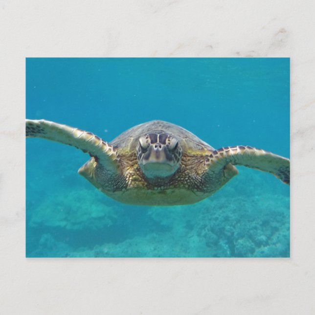 Cartão Postal Hawaii Honu (Frente)