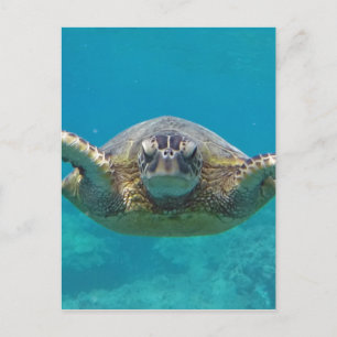 Cartão Postal Hawaii Honu