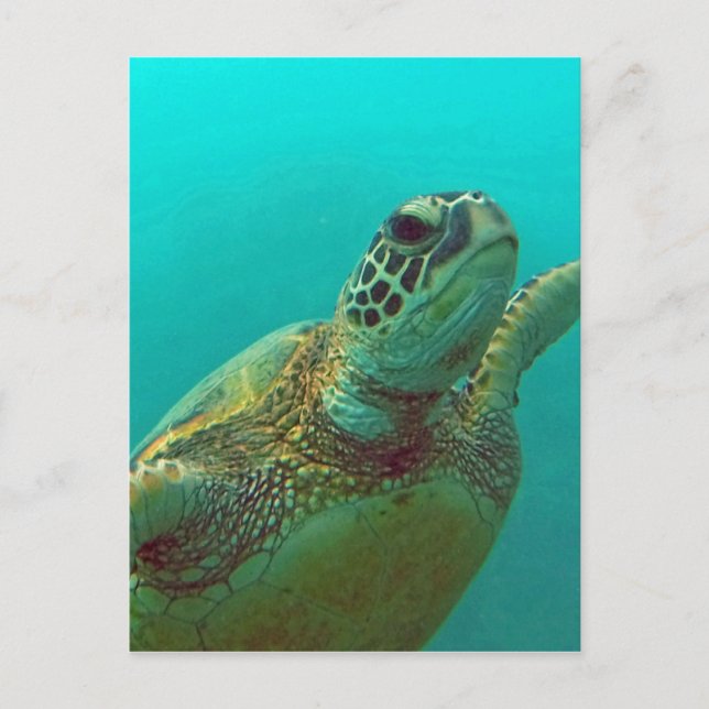 Cartão Postal Hawaii Honu (Frente)