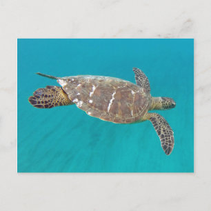 Cartão Postal Hawaii Honu Turtle