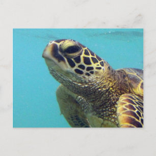 Cartão Postal Hawaii Honu Turtle