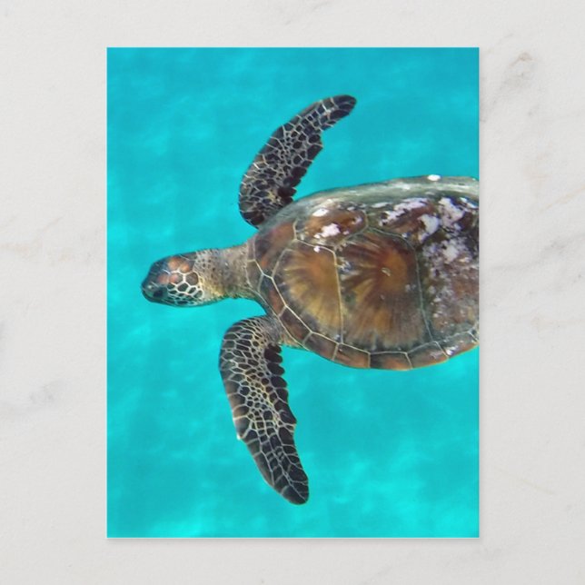 Cartão Postal Hawaii Honu Turtle (Frente)