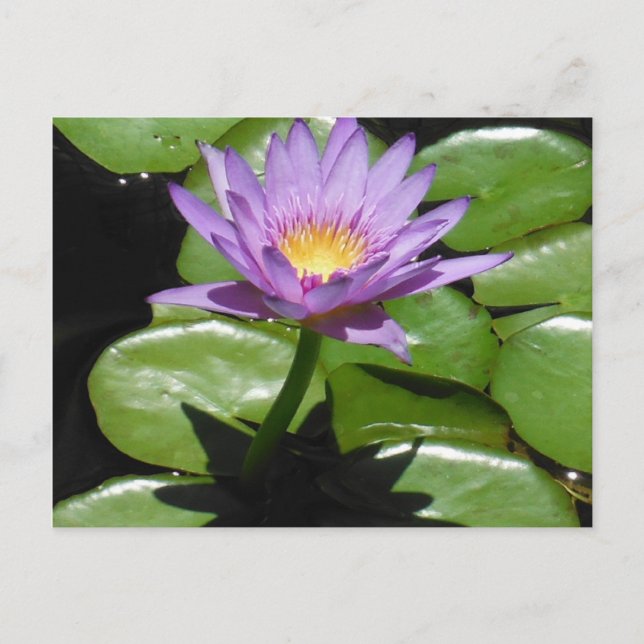 Cartão Postal Hawaii Lotus Flower (Frente)
