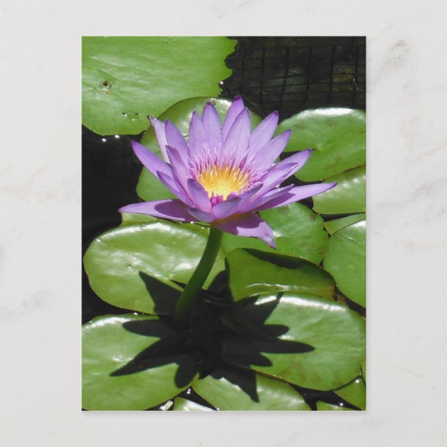 Cartão Postal Hawaii Lotus Flower (Frente)