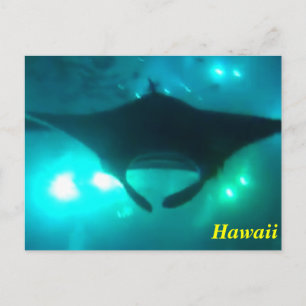 Cartão Postal Hawaii Manta Ray