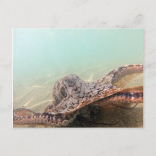 Cartão Postal Hawaii Octopus