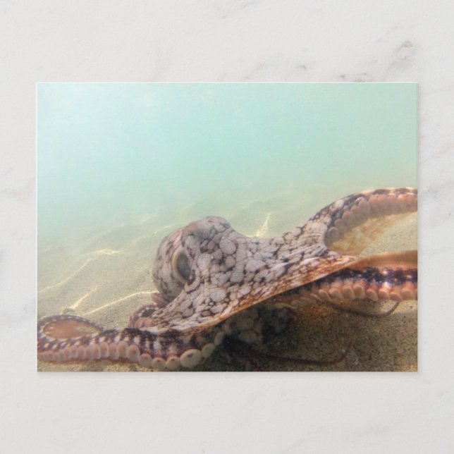 Cartão Postal Hawaii Octopus (Frente)