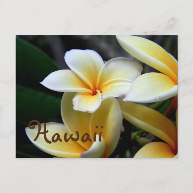 Cartão Postal Hawaii Plumeria (Frente)