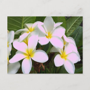 Cartão Postal Hawaii Plumeria Flowers