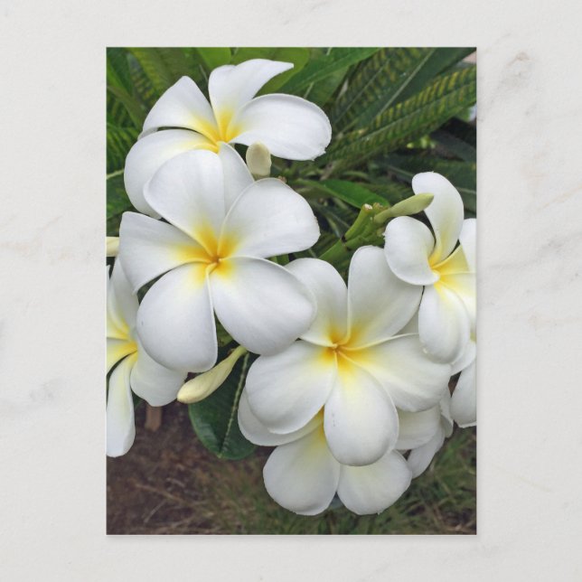 Cartão Postal Hawaii Plumeria Flowers (Frente)