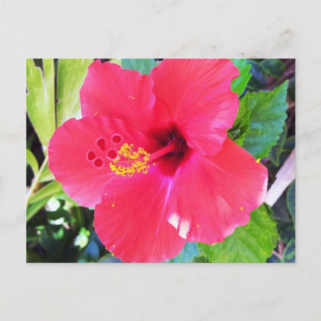 Cartão Postal Hawaii Red Hibiscus Flower (Frente)