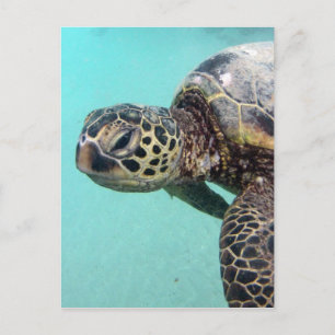 Cartão Postal Hawaii Sea Turtle